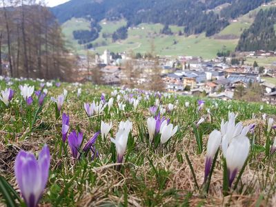 Wandern bis zum Krokusmeer in Südtirol