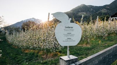 Der „Apfelweg“ ist schön und relaxed – genauso wie sein Ausgangspunkt, das Vier-Sterne-Hotel Laurin in Dorf Tirol