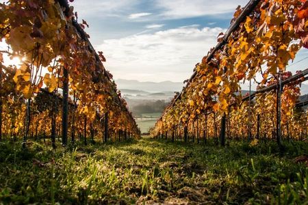 Die Farben des Herbstes: Der Slow Trail führt durch einen bunten Weingarten