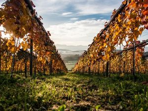 Die Farben des Herbstes: Der Slow Trail führt durch einen bunten Weingarten
