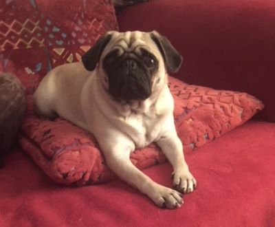 Marketing Mops Adele macht sich sorgen, wann ist der Hund in Deutschland nicht mehr erwünscht