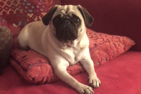 Marketing Mops Adele macht sich sorgen, wann ist der Hund in Deutschland nicht mehr erwünscht