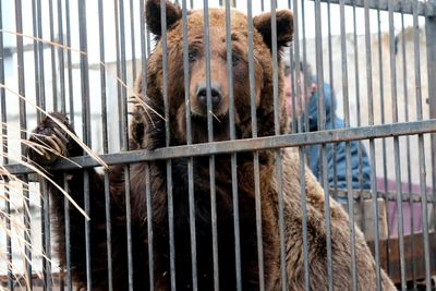 Raus aus dem Kaefig, Laska kommt in den Baerenwald