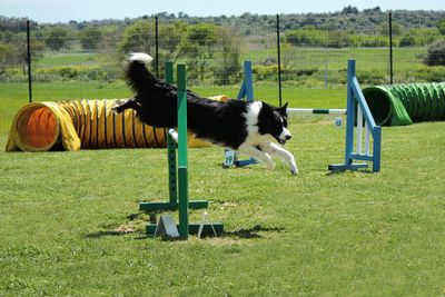 Hunde wollen geistig gefordert werden