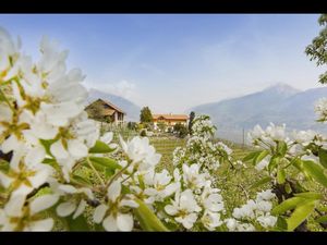 Urlaub inmitten der Südtiroler Apfelblüte – hier auf einem der Obst-Bauernhöfe der Qualitätsmarke Roter Hahn Urlaub inmitten der Südtiroler Apfelblüte – hier auf einem der Obst-Bauernhöfe der Qualitätsmarke Roter Hahn