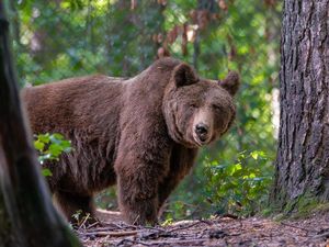 Braunbärin Tapsi lebte elf Jahre im VIER PFOTEN BÄRENWALD Müritz Braunbärin Tapsi lebte elf Jahre im VIER PFOTEN BÄRENWALD Müritz
