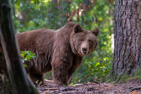 Braunbärin Tapsi lebte elf Jahre im VIER PFOTEN BÄRENWALD Müritz