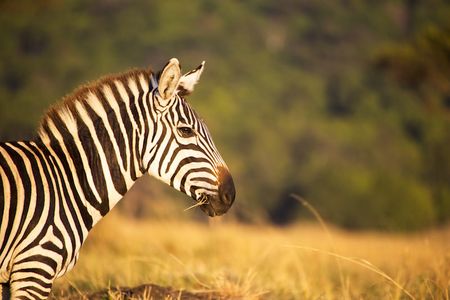 Reisen Fotosafari SIGMA Zebra