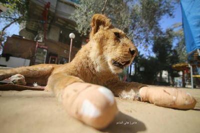 Brutale Folter: Loewin werden Krallen mit einer Gartenschere entfernt
