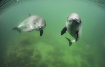 Schwimmen mit Schweinswalen in Schweden