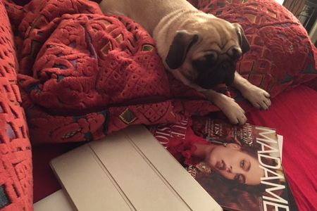 Marketing Mops Adele hat eine bedingungslose Grundversorgung und zahlt keine Steuern