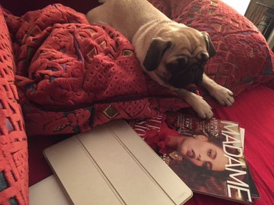 Marketing Mops Adele hat eine bedingungslose Grundversorgung und zahlt keine Steuern