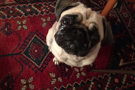Content-Marketing Mops Adele