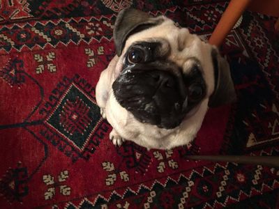 Content-Marketing Mops Adele
