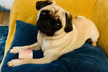 Unser Mops Adele will auch einen schoenen Fressnapf, am liebsten einen von Dogandliving