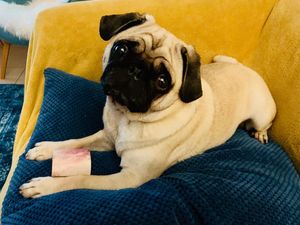 Unser Mops Adele will auch einen schoenen Fressnapf, am liebsten einen von Dogandliving Unser Mops Adele will auch einen schoenen Fressnapf, am liebsten einen von Dogandliving