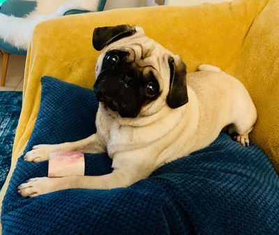 Unser Mops Adele will auch einen schoenen Fressnapf, am liebsten einen von Dogandliving