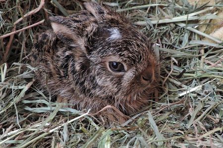 VIER PFOTEN bittet um Rücksicht für Wildtiere