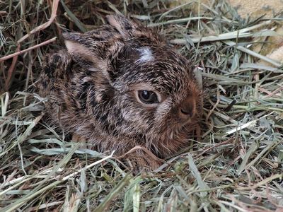 VIER PFOTEN bittet um Rücksicht für Wildtiere