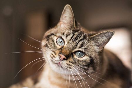 Selbst Cat Content zieht nicht mehr Facebook Nutzer interagieren lieber woanders