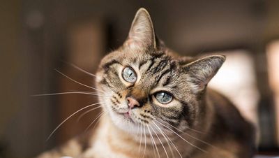 Selbst Cat Content zieht nicht mehr Facebook Nutzer interagieren lieber woanders
