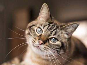 Selbst Cat Content zieht nicht mehr Facebook Nutzer interagieren lieber woanders Selbst Cat Content zieht nicht mehr Facebook Nutzer interagieren lieber woanders