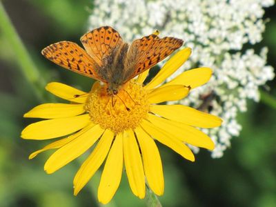 Heilsame Schoenheiten, das Aostatal in voller Bluetenpracht
