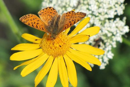 Heilsame Schoenheiten, das Aostatal in voller Bluetenpracht