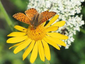 Heilsame Schoenheiten, das Aostatal in voller Bluetenpracht