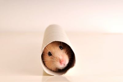 Meerschweinchen, Kaninchen und Hamster brauchen auch Unterhaltung