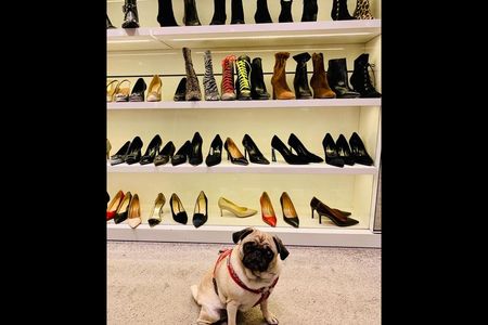 Unser GFDK-Redaktions-Mops Adele hatte sich schon sehr auf das PHOTOSZENE-FESTIVAL gefreut
