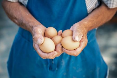 Helfende Hände: Gäste sammeln die Eier für das traditionelle ladinische Frühstück selbst