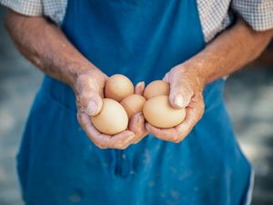 Helfende Hände: Gäste sammeln die Eier für das traditionelle ladinische Frühstück selbst Helfende Hände: Gäste sammeln die Eier für das traditionelle ladinische Frühstück selbst