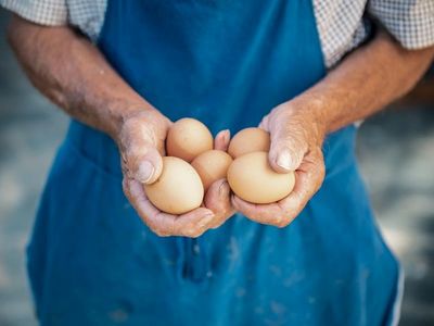 Helfende Hände: Gäste sammeln die Eier für das traditionelle ladinische Frühstück selbst