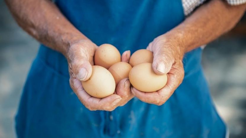 Helfende Hände: Gäste sammeln die Eier für das traditionelle ladinische Frühstück selbst