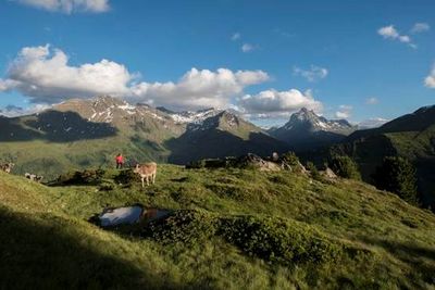 Tiroler Rind oder Vorarlberger Kuh? Schwer zu sagen – am Berggeistweg nahe St. Anton am Arlberg bewegen sich Urlauber grenzueberschreitend