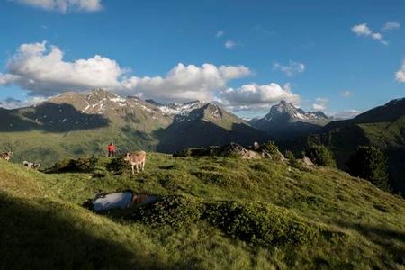 Tiroler Rind oder Vorarlberger Kuh? Schwer zu sagen – am Berggeistweg nahe St. Anton am Arlberg bewegen sich Urlauber grenzueberschreitend