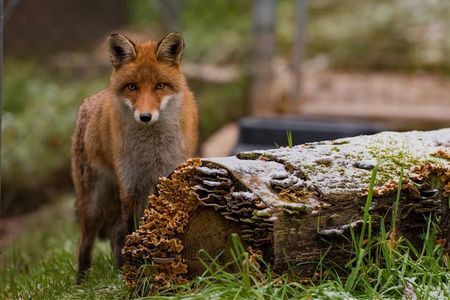 Es gibt keinen Grund, Tiere zu tragen, vor allem keinen Pelz sagt Hollywood-Star Mena Suvari