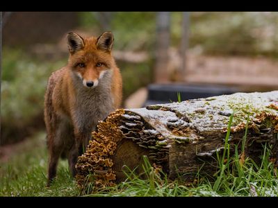 Es gibt keinen Grund, Tiere zu tragen, vor allem keinen Pelz sagt Hollywood-Star Mena Suvari