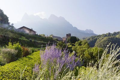 Das Wissen um die Südtiroler Kräuterarten wird auf den Bauernhöfen der Marke „Roter Hahn“ über Generationen weitergegeben