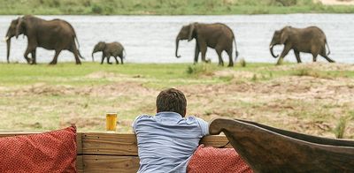 Reisen Wilderness Safaris Elefanten