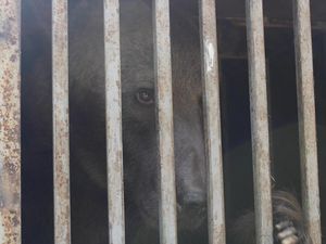 VIER PFOTEN nimmt erschöpftes Tier aus kriegszerstörter Region Donezk im BÄRENWALD Domazhyr auf VIER PFOTEN nimmt erschöpftes Tier aus kriegszerstörter Region Donezk im BÄRENWALD Domazhyr auf