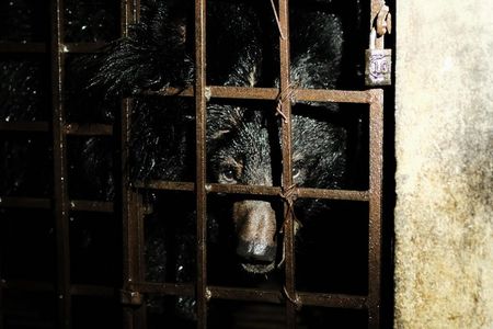 Kragenbären 17 Jahre in fensterlosem Keller gefangen