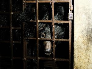 Kragenbären 17 Jahre in fensterlosem Keller gefangen