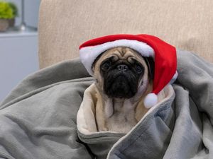 Das neue Festival FOTO WIEN interessiert auch den GFDK-Redaktions Mops Adele, und wer will, darf sie auch fotografieren Das neue Festival FOTO WIEN interessiert auch den GFDK-Redaktions Mops Adele, und wer will, darf sie auch fotografieren
