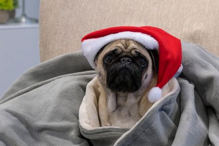 Das neue Festival FOTO WIEN interessiert auch den GFDK-Redaktions Mops Adele, und wer will, darf sie auch fotografieren