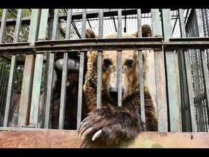 Der Beaunbaer Rocco ist gerettet und bekommt ein neues Zuhause Der Beaunbaer Rocco ist gerettet und bekommt ein neues Zuhause