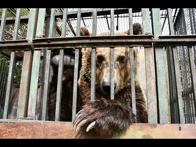 Der Beaunbaer Rocco ist gerettet und bekommt ein neues Zuhause