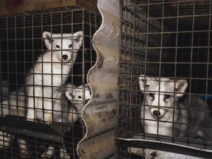 Drei Füchse und zwei Marderhunde dürfen jetzt ein artgemäßes Leben führen // Drei Füchse und zwei Marderhunde dürfen jetzt ein artgemäßes Leben führen //