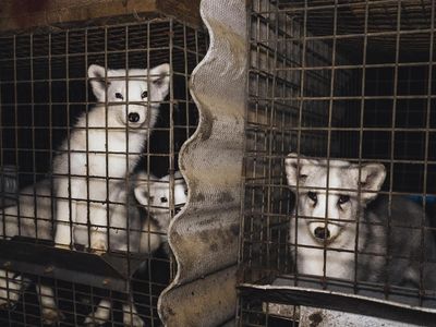 Drei Füchse und zwei Marderhunde dürfen jetzt ein artgemäßes Leben führen //